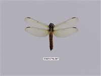 藏品(樹穴蜻蜓)的圖片